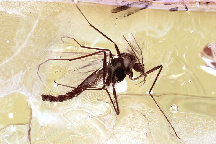 Fossil True Midge (Chironomidae) in Baltic Amber #330652